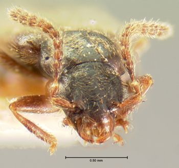 Media type: image;   Entomology 6562 Aspect: head frontal view